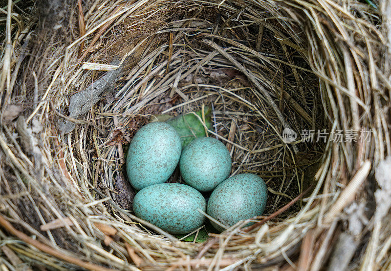 画眉鸟(Turdus philomelos)用蛋筑巢